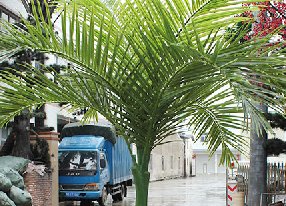仿真酒瓶椰子树特征和优势