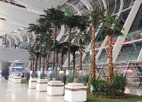 机场仿真椰子树