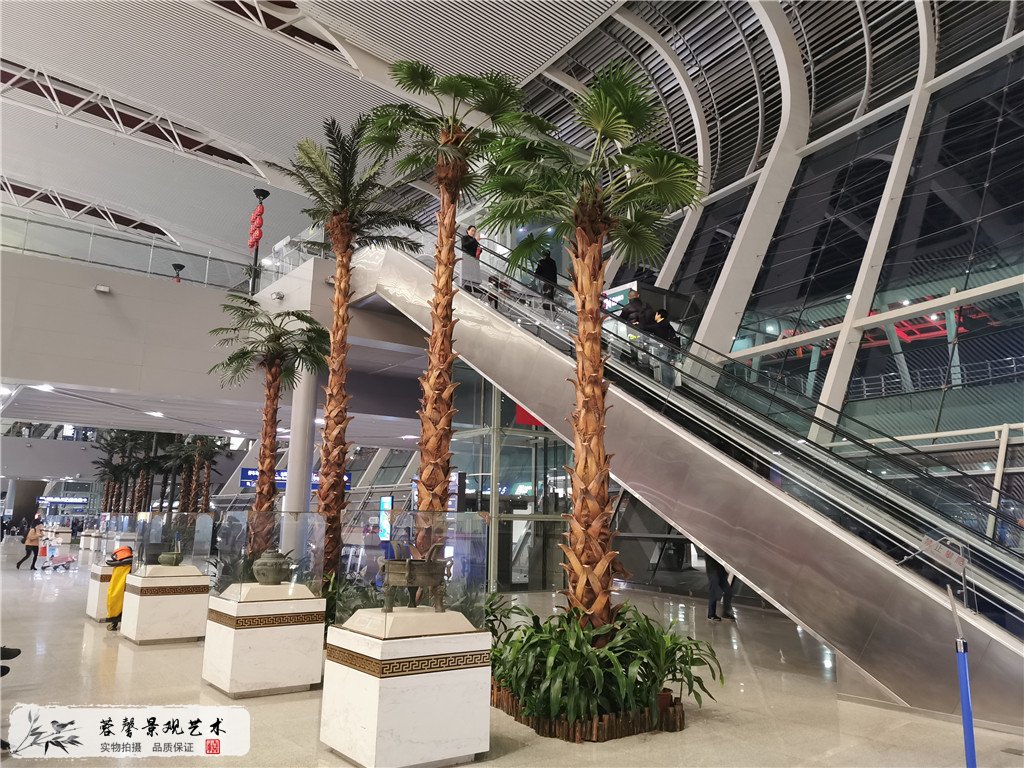 合肥新桥机场椰子树 (1)