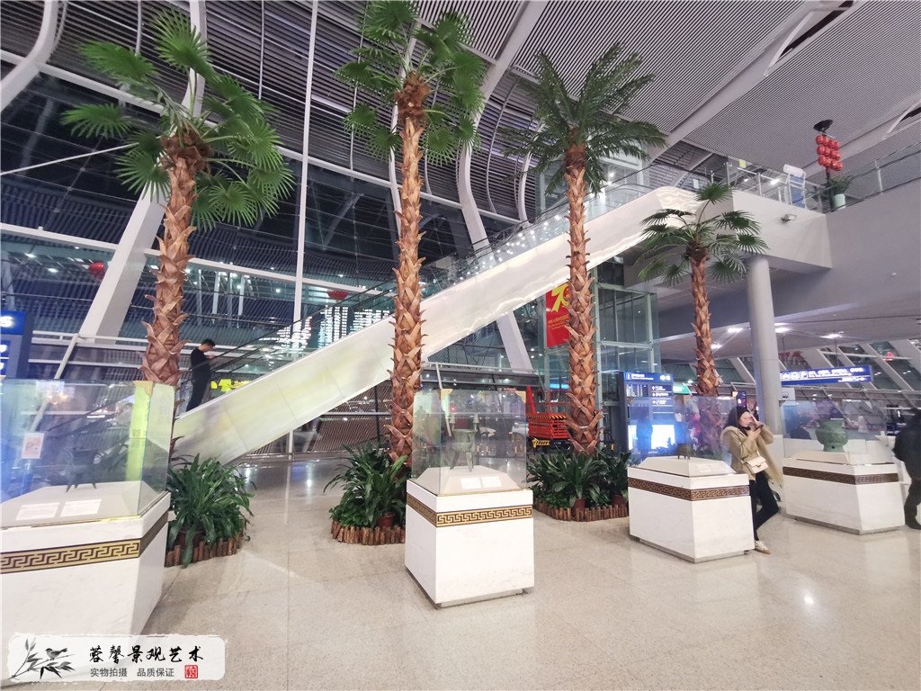 合肥新桥机场椰子树 (3)