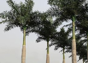 仿真椰子树优点